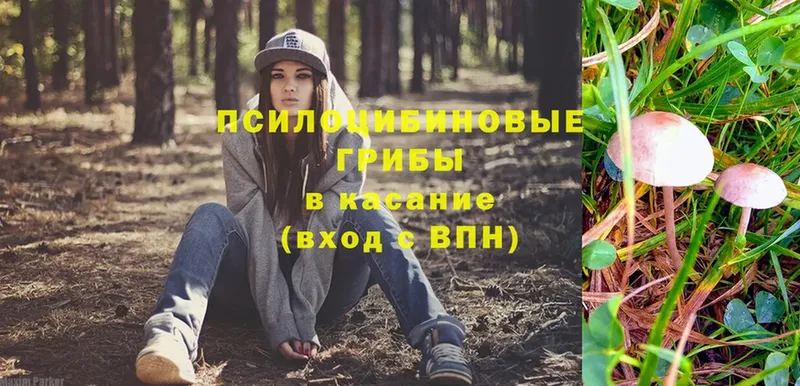 Псилоцибиновые грибы Psilocybine cubensis  где продают наркотики  Никольское 